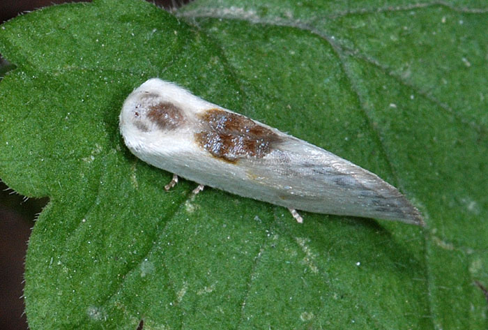 Cilix glaucata